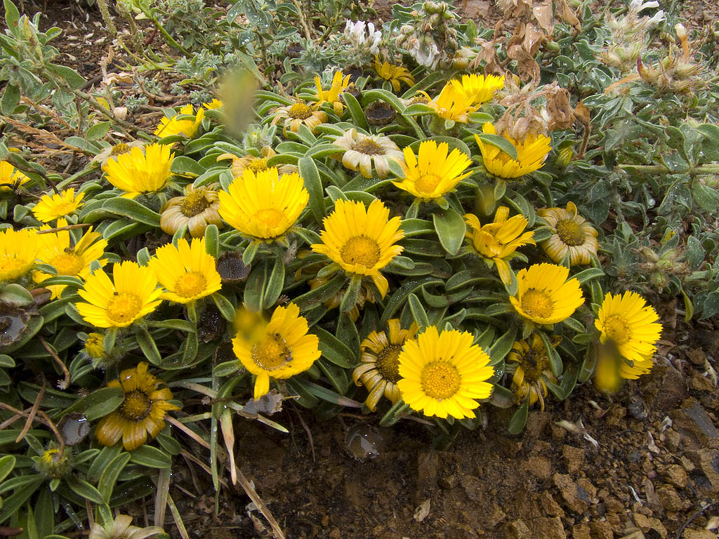 Pallenis maritima (=Asteriscus maritimus) / Asterisco marittimo